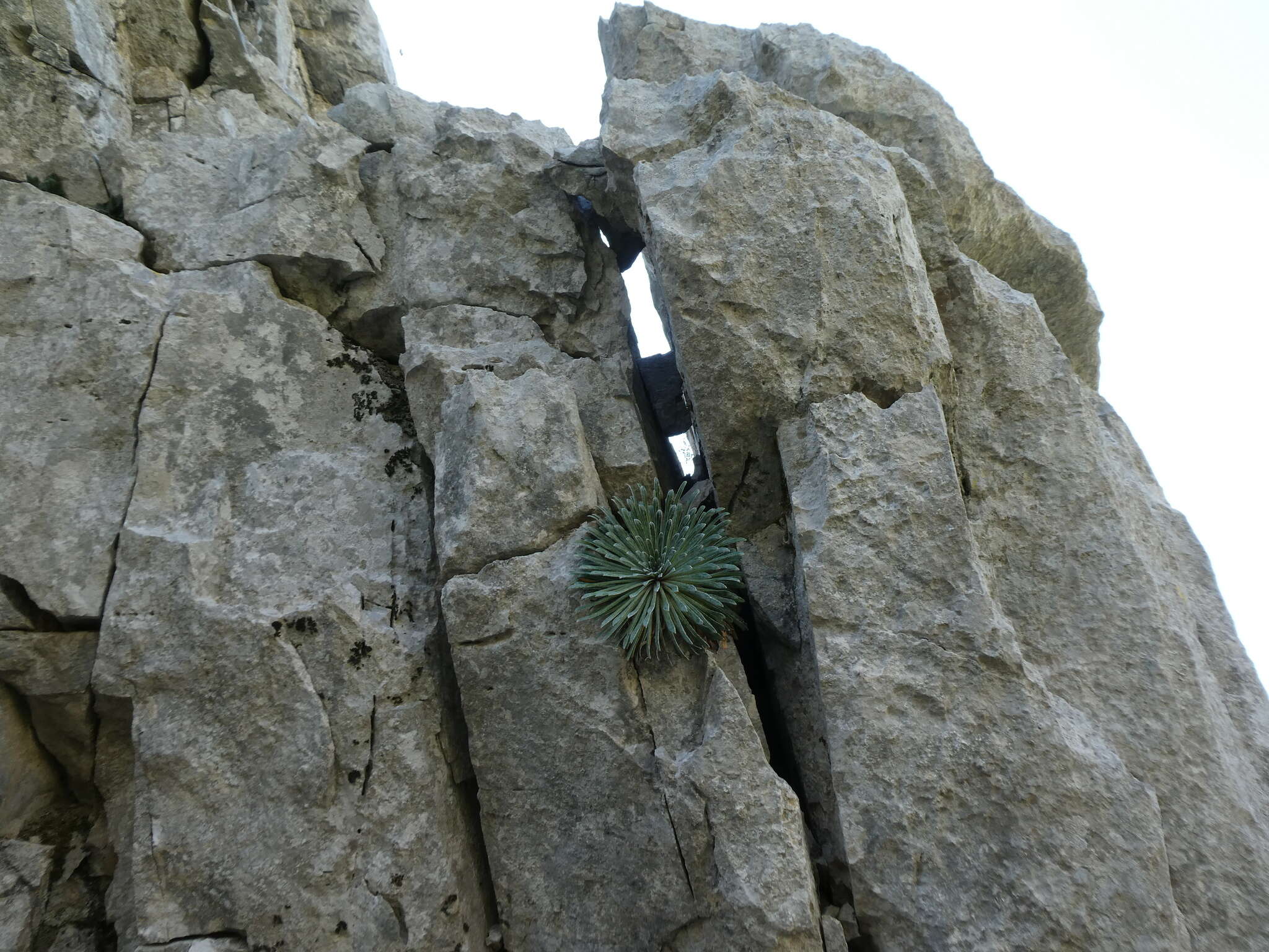 Imagem de Saxifraga longifolia Lapeyr.