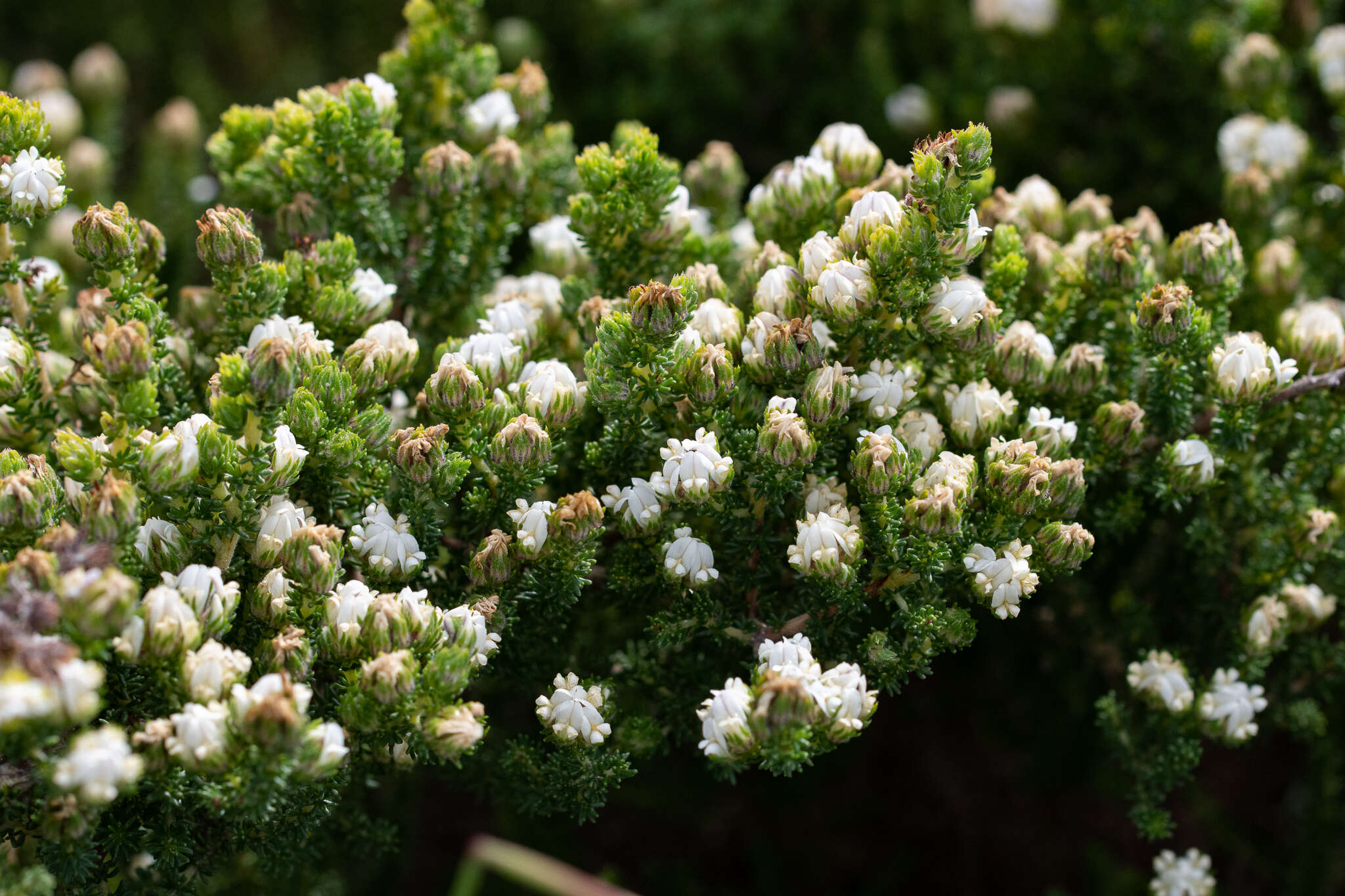 Image of Aspalathus forbesii Harv.