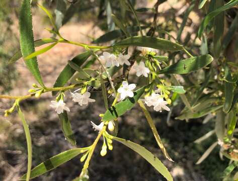 Image of Myoporum platycarpum R. Br.