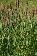 Image of marsh foxtail