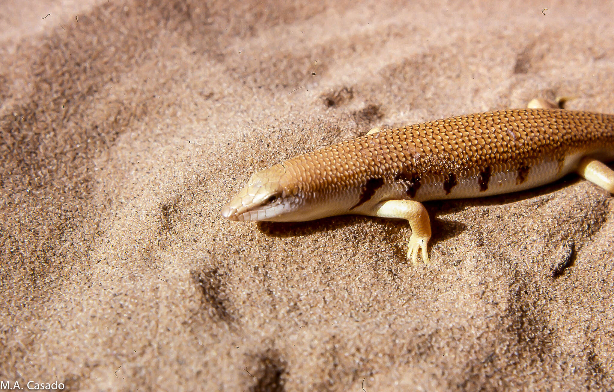 Image of Scincus albifasciatus Boulenger 1890