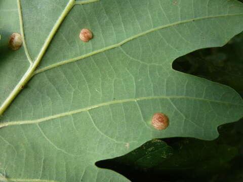 Image of common oak spangle-gall wasp