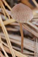 Image of Psathyrella orbitarum (Romagn.) M. M. Moser 1967