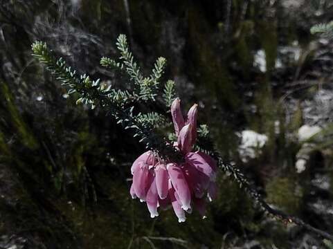 Image of Erica bauera subsp. bauera