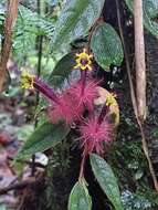 Image of Columnea minor (Hook.) Hanst.