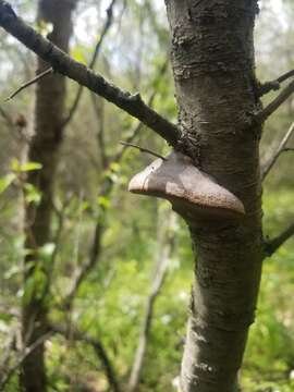 Imagem de Phellinus pomaceoides L. W. Zhou & Y. C. Dai 2016