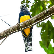 Слика од Trogon violaceus Gmelin & JF 1788