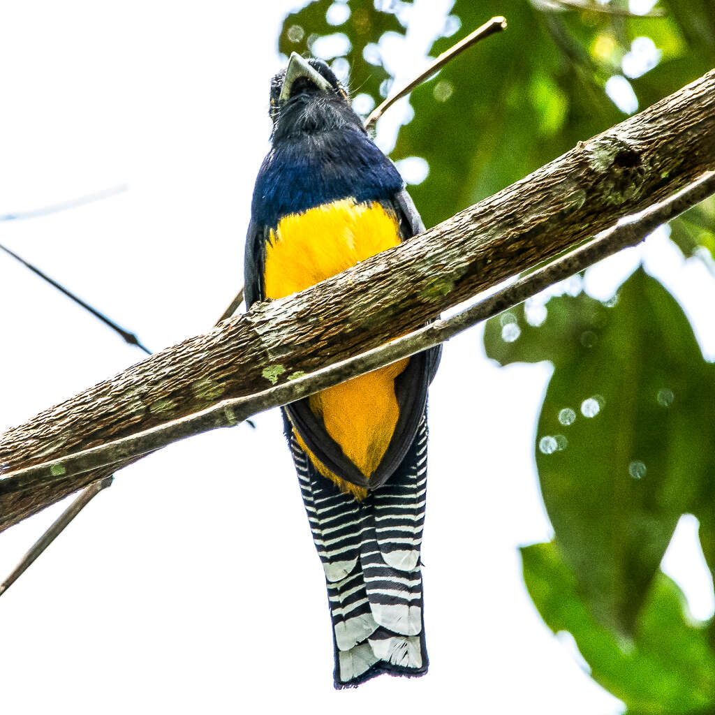 Слика од Trogon violaceus Gmelin & JF 1788