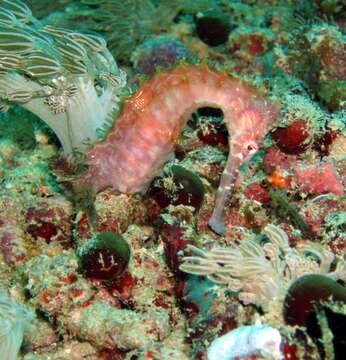 Image of Spiny Seahorse