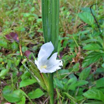 Image of Cipura campanulata Ravenna