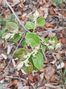 Image of Asegaai wood