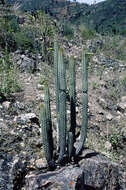 Image de Cleistocactus morawetzianus Backeb.