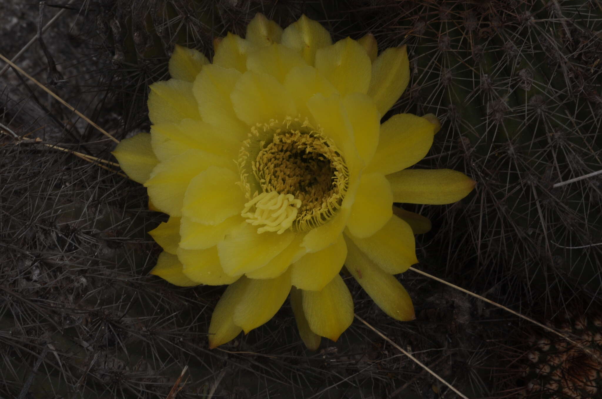 صورة Echinopsis huascha (F. A. C. Weber) H. Friedrich & G. D. Rowley