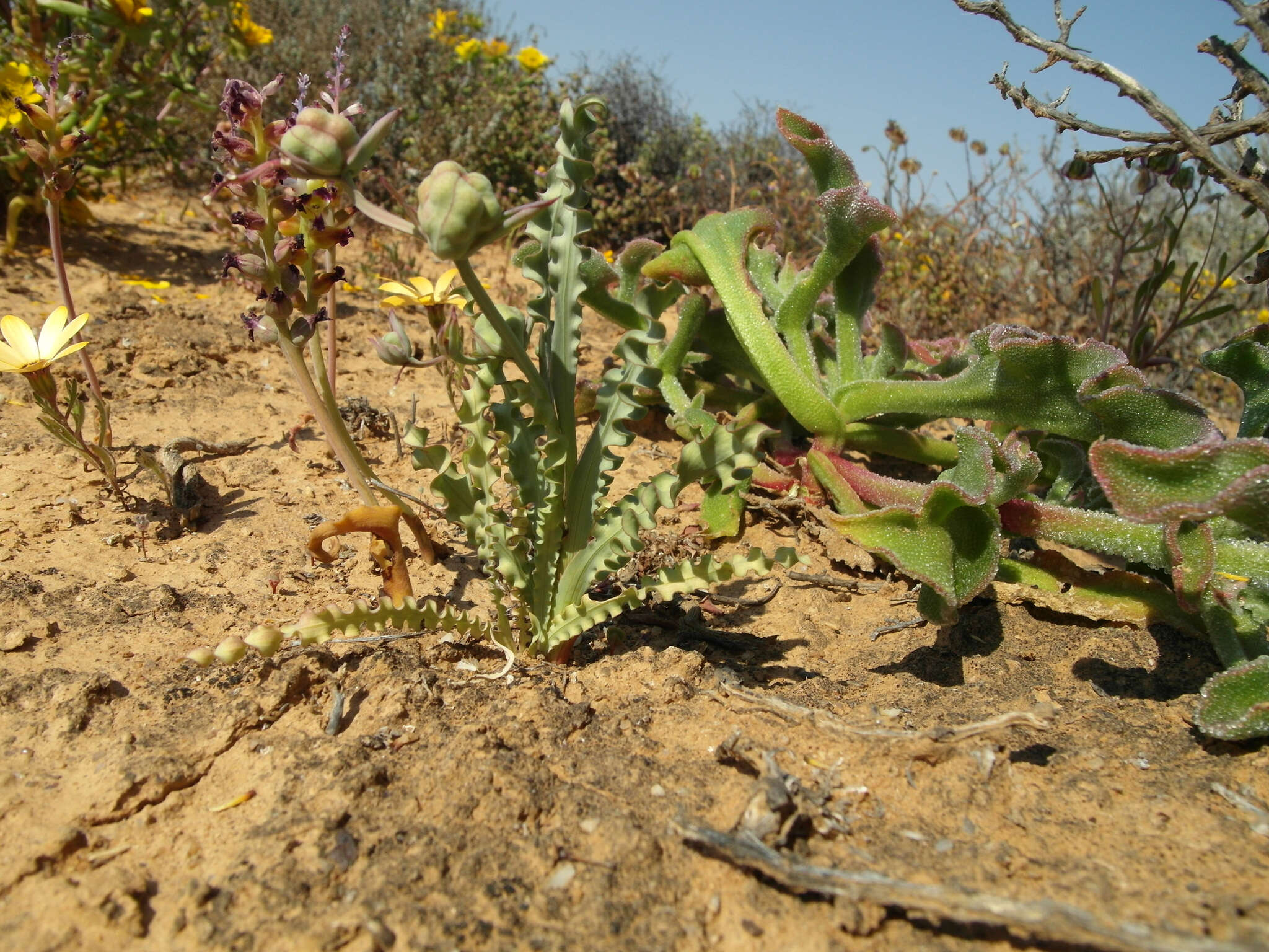 Image of Freesia viridis subsp. crispifolia (Goldblatt) J. C. Manning & Goldblatt