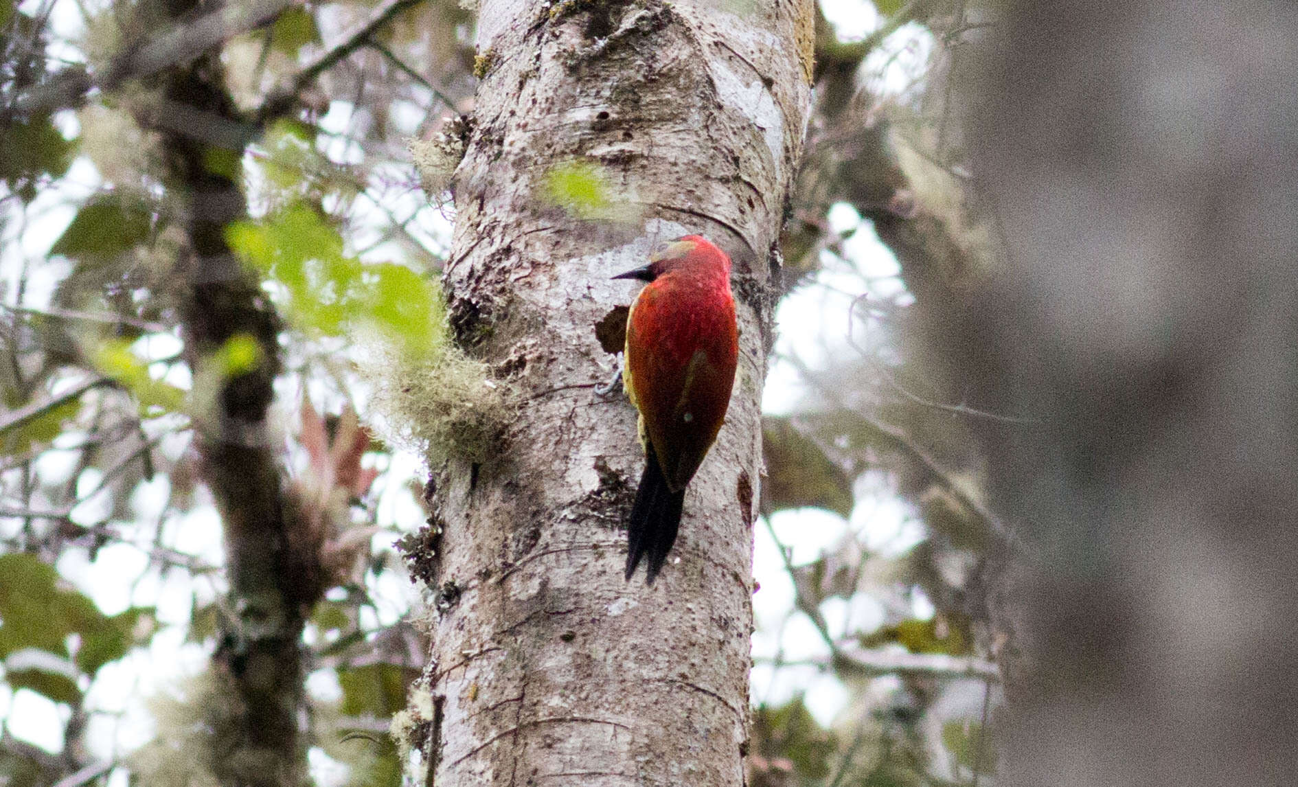 Image of Crimson-mantled Woodpecker