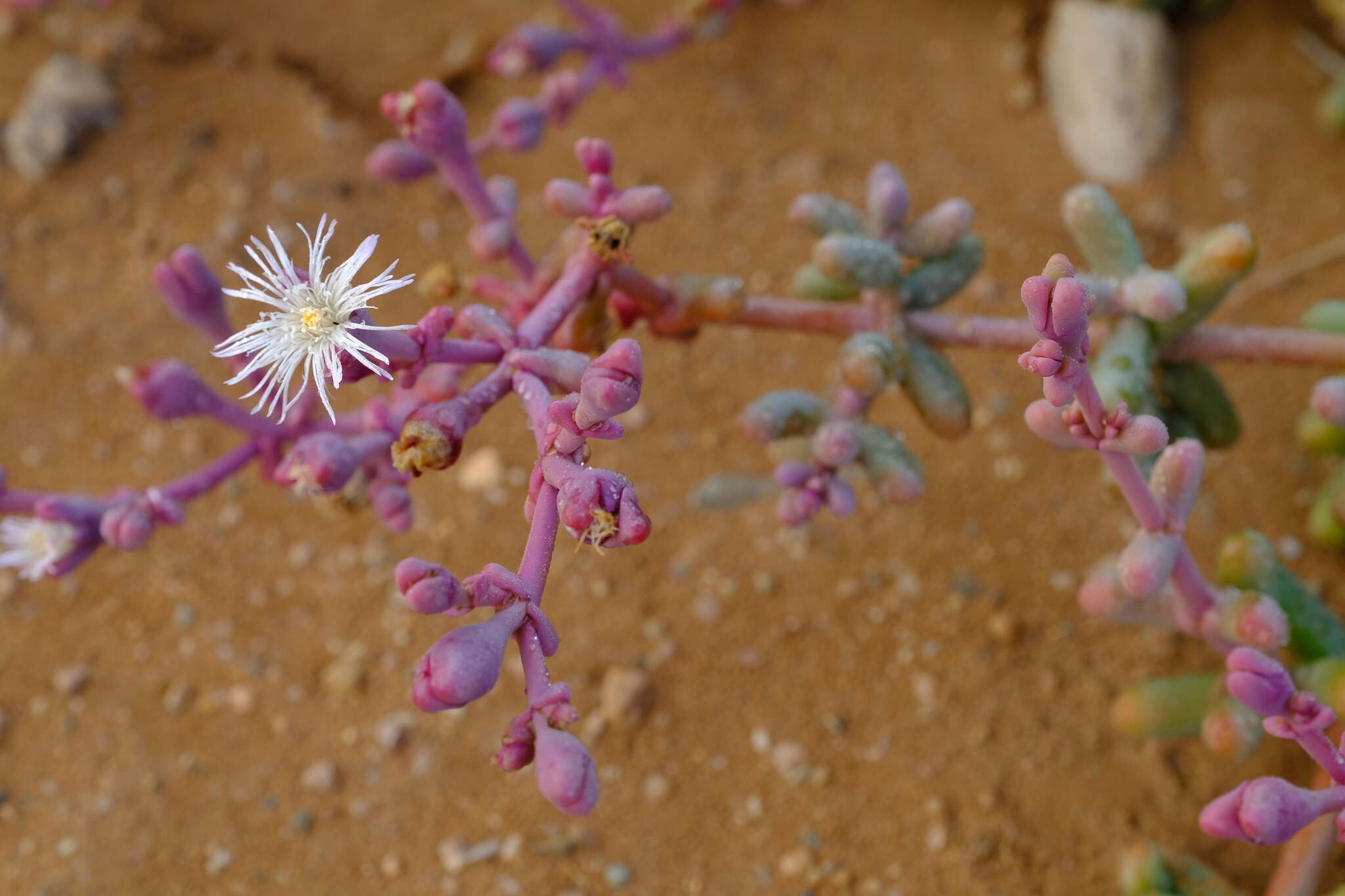 Image of Mesembryanthemum tetragonum Thunb.