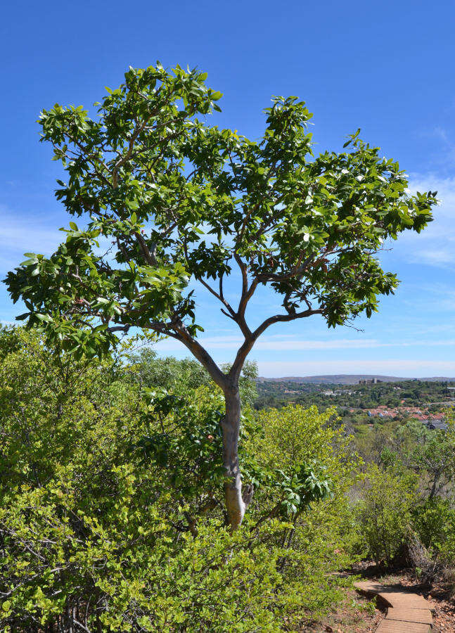 Image of Ochna pulchra Hook.