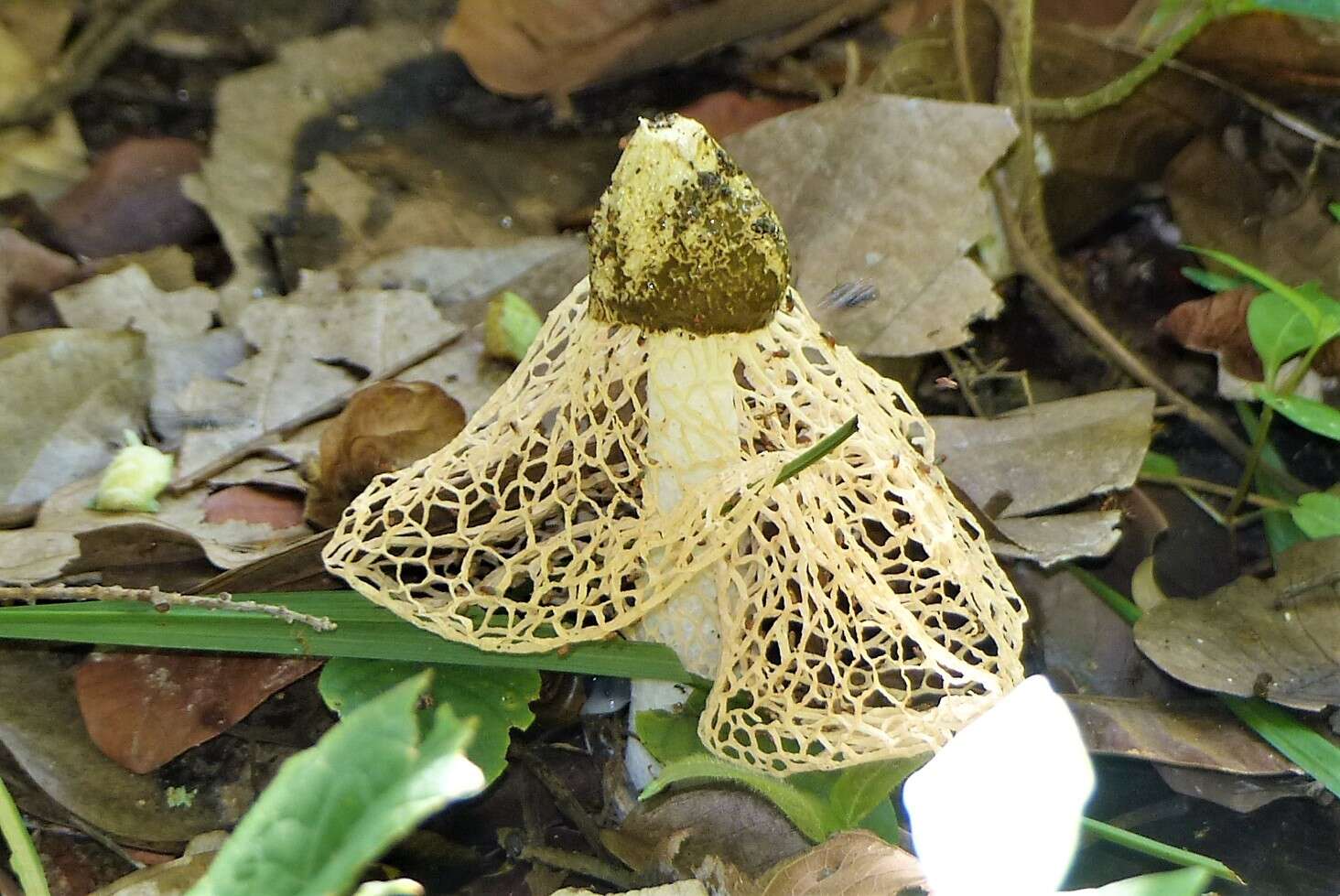 Plancia ëd Phallus lutescens