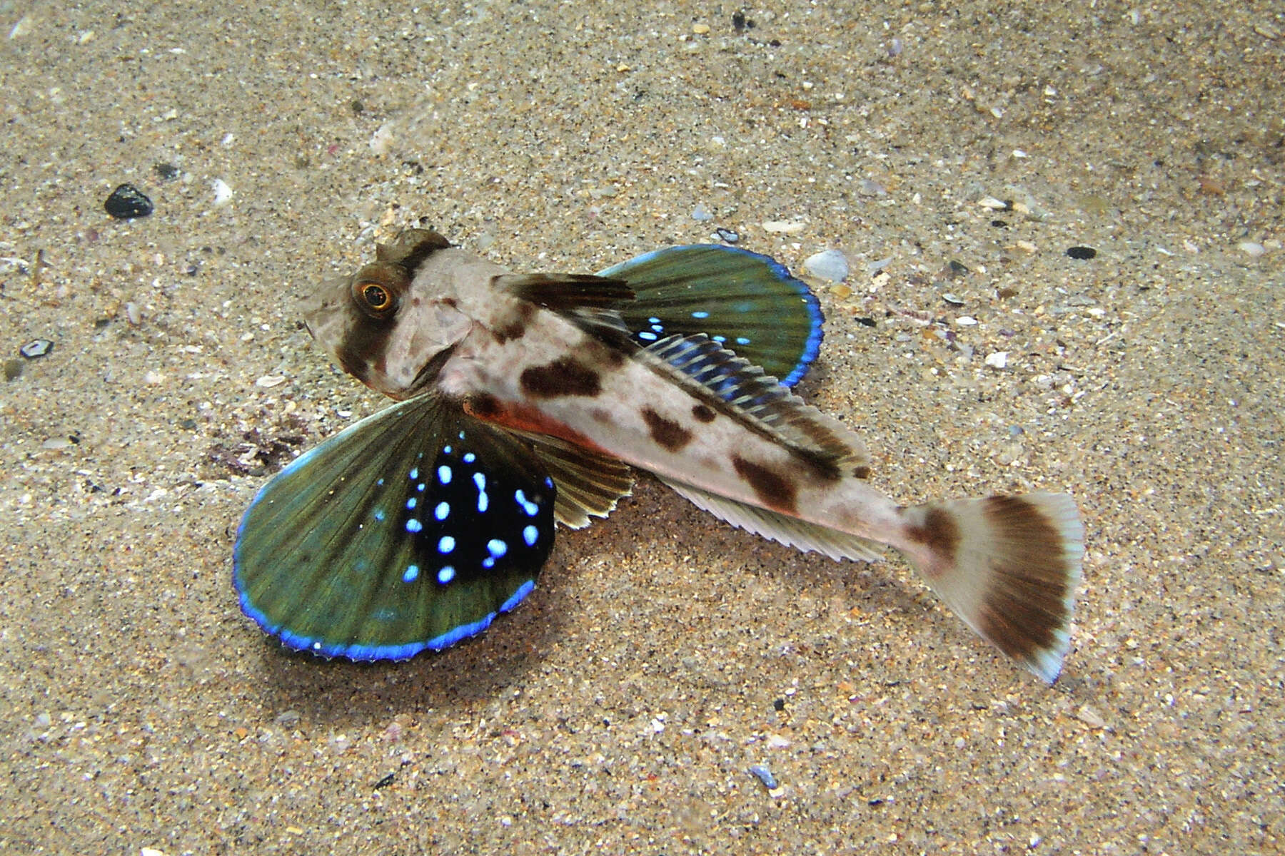 Image of Bluefin Gurnard