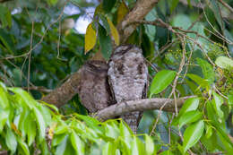 Image of Papuan Frogmouth