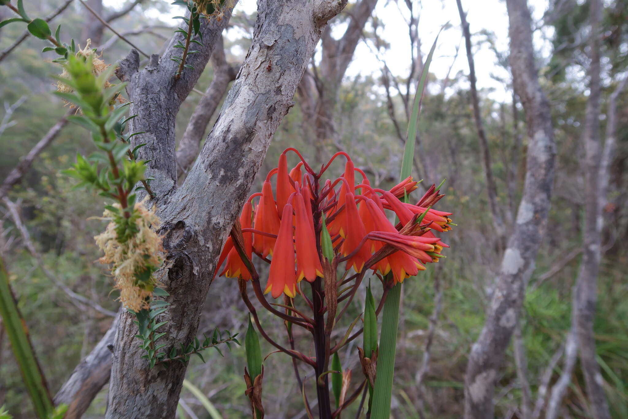 Image of Tasmanian Christmas Bell