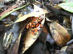 Image of Oophaga solanensis Posso-Terranova & Andrés 2018