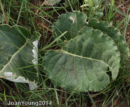 Image of Berkheya speciosa subsp. speciosa