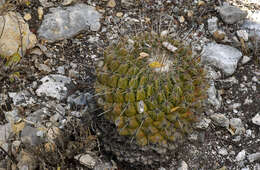 Image of Thelocactus conothelos subsp. conothelos