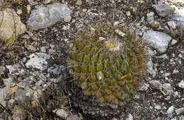 Sivun Thelocactus conothelos subsp. conothelos kuva