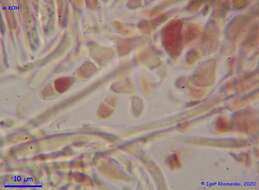 Image of Ionomidotis fulvotingens (Berk. & M. A. Curtis) E. K. Cash 1939