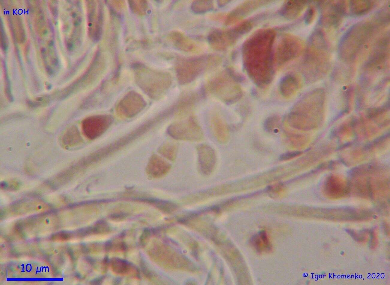 Image of Ionomidotis fulvotingens (Berk. & M. A. Curtis) E. K. Cash 1939