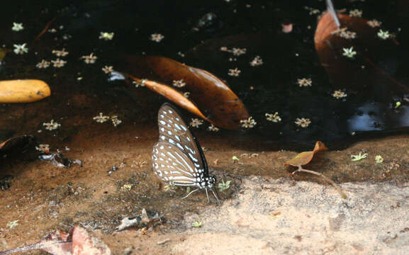 Image of Spotted Zebra Butterfly