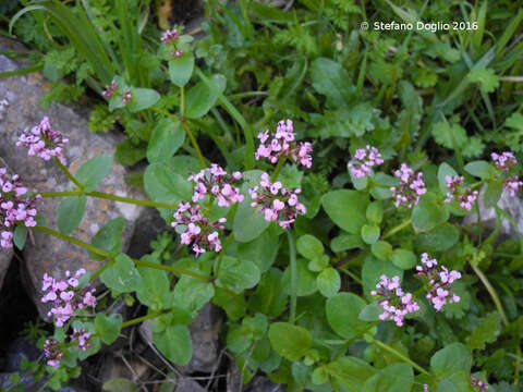 Image of Fedia graciliflora Fischer & Meyer