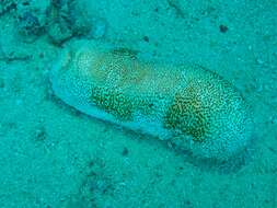 Image of Brown Sandfish