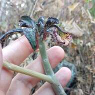 Image of Echeveria chapalensis R. Moran & C. H. Uhl