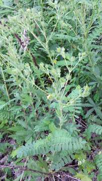 Image of sulphur cinquefoil