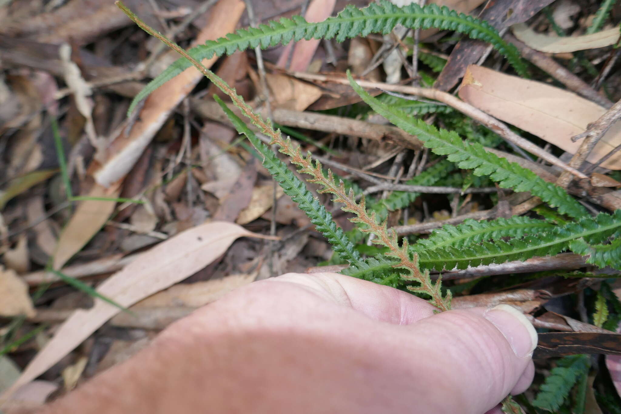 Image of Doodia heterophylla (Bail.) Wedd. & White