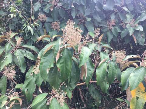 Image of Miconia argentea (Sw.) DC.