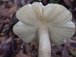 Image of Russula castanopsidis Hongo 1973