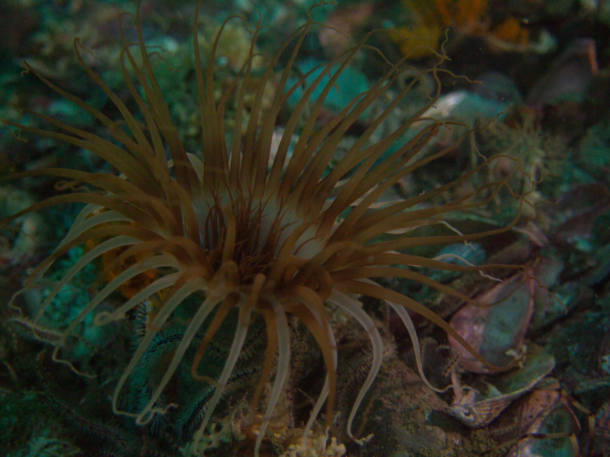 Image of Burrowing anemone