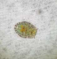 Image of Potato Psyllid