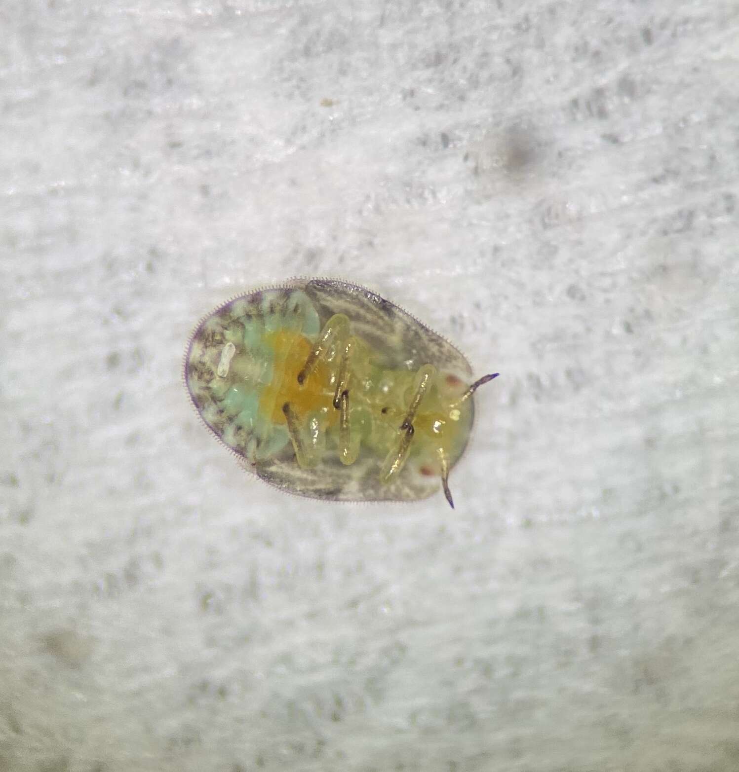 Image of Potato Psyllid