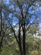 Image of forest-oak