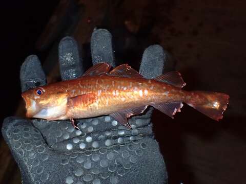 Image of Greenland Cod