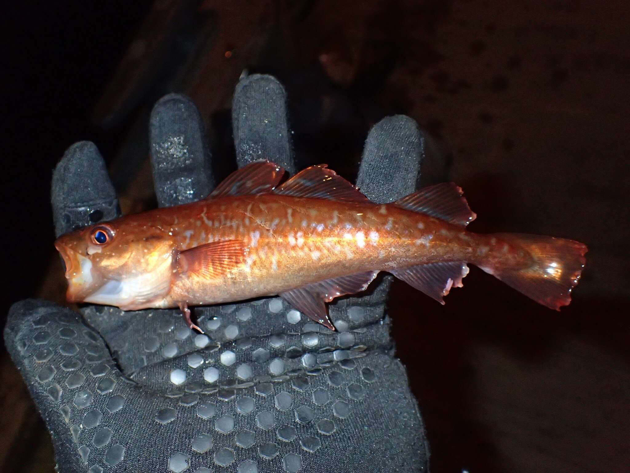 Image of Greenland Cod