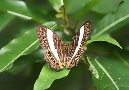 Слика од Cyrestis acilia Godart 1819