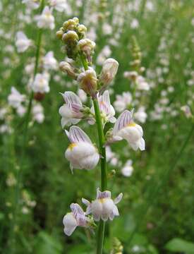 Image of Linaria microsepala A. Kerner