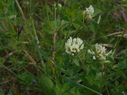 Image of Trifolium pallidum Waldst. & Kit.