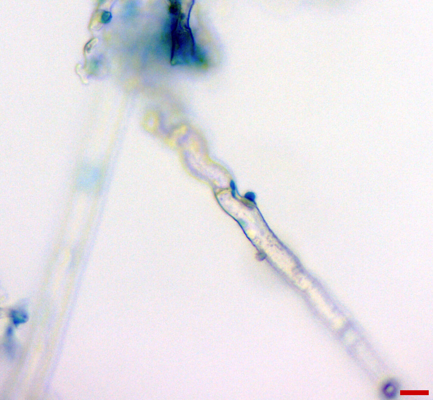 Image of Erysiphe extensa (Cooke & Peck) U. Braun & S. Takam. 2000