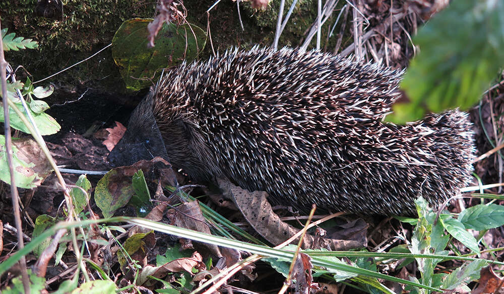 Imagem de Erinaceus amurensis Schrenk 1859